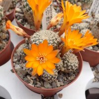 Sulcorebutia breviflora v. Blüte orangegelb L 314