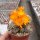 Sulcorebutia breviflora v. Blüte orangegelb L 314
