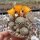 Sulcorebutia breviflora v. Blüte orangegelb L 314