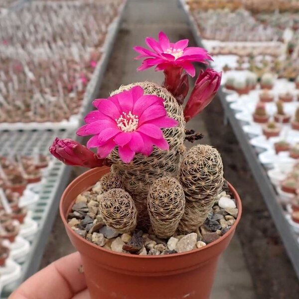 Sulcorebutia breviflora v. Blüte magenta L 314