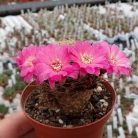 Sulcorebutia breviflora v. Blüte magenta L 314