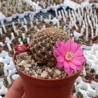 Sulcorebutia breviflora v. Blüte magenta L 314