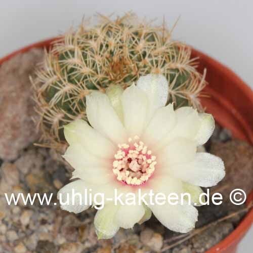Sulcorebutia breviflora v. Blüte weiß L 314