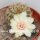 Sulcorebutia breviflora v. Blüte weiß L 314