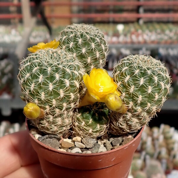 Sulcorebutia breviflora v. viridor L 313