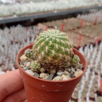 Sulcorebutia breviflora v. viridor L 313