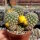Sulcorebutia breviflora v. viridor L 313