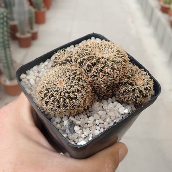 Sulcorebutia bruchii HS 119