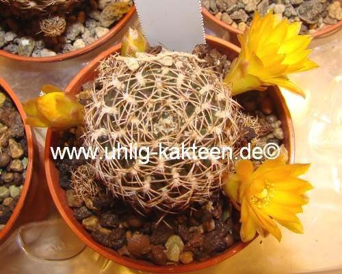 Sulcorebutia caineana