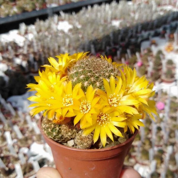 Sulcorebutia caineana HS 144