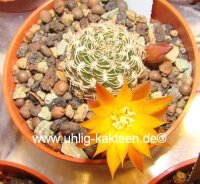 Sulcorebutia caineana HS 144