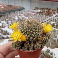 Sulcorebutia caineana HS 144