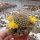 Sulcorebutia caineana HS 144