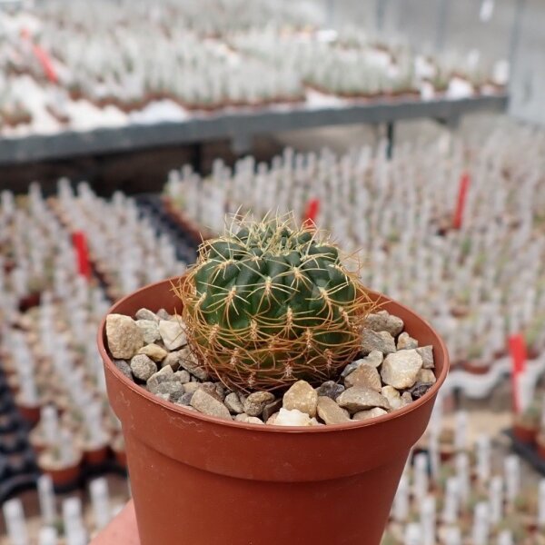 Sulcorebutia candiae