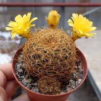 Sulcorebutia candiae FR 774