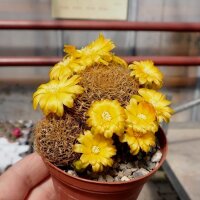 Sulcorebutia menesesii FR 774