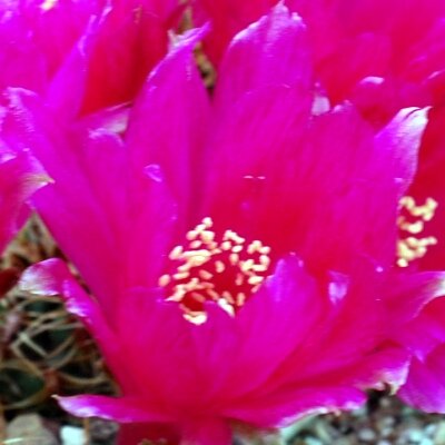 Sulcorebutia canigueralii V 596