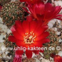 Sulcorebutia canigueralii EM 348
