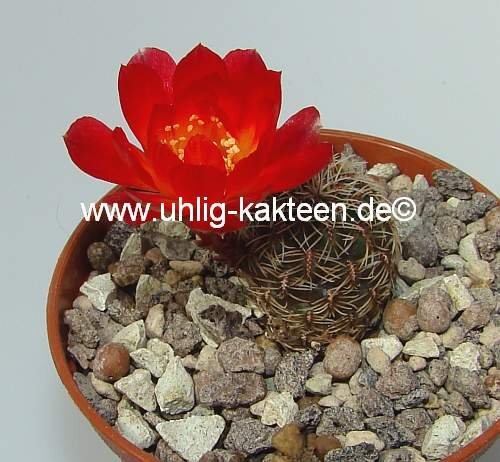 Sulcorebutia canigueralii WK 217