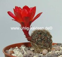 Sulcorebutia canigueralii WK 217