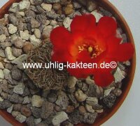 Sulcorebutia canigueralii WK 217