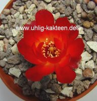 Sulcorebutia canigueralii WK 217