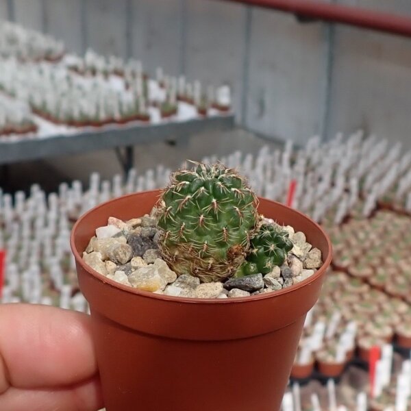 Sulcorebutia canigueralii v. applanata HS 096 fa. II