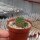 Sulcorebutia canigueralii v. applanata HS 096 fa. II