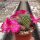 Sulcorebutia canigueralii cv. Magentaflora