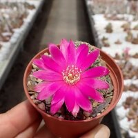 Sulcorebutia canigueralii v. applanata WK 217a