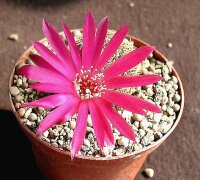 Sulcorebutia canigueralii v. applanata WK 217a