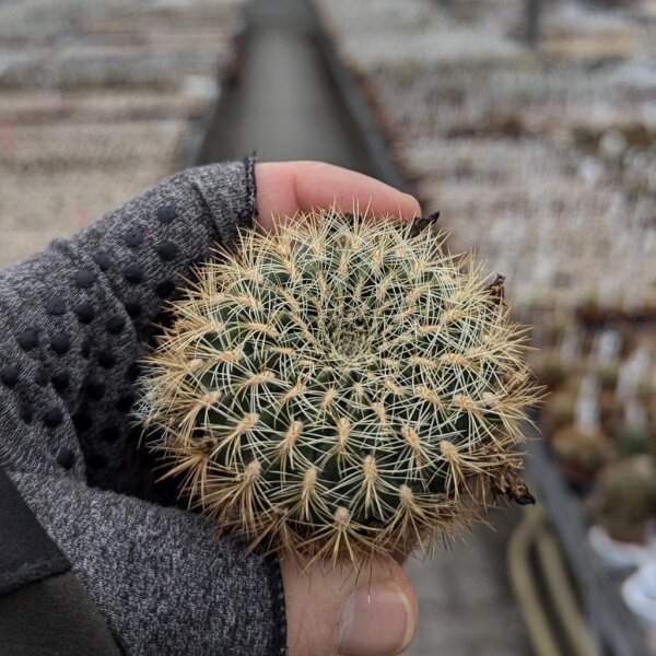 Sulcorebutia cardenasiana f. HS 041
