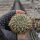 Sulcorebutia cardenasiana f. HS 041