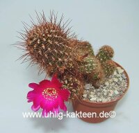 Sulcorebutia cochabambina WF 65/15