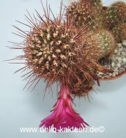 Sulcorebutia cochabambina WF 65/15