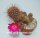 Sulcorebutia cochabambina WF 65/15