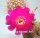 Sulcorebutia cochabambina WF 65/15