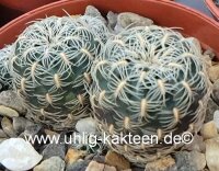 Sulcorebutia crispata
