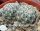 Sulcorebutia crispata