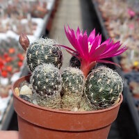 Sulcorebutia crispata HR 027