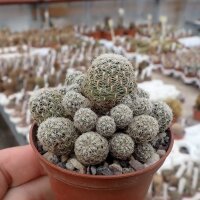 Sulcorebutia crispata HR 027