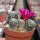 Sulcorebutia crispata HR 027