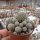 Sulcorebutia crispata HR 027