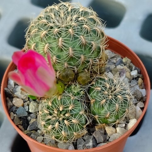 Sulcorebutia crispata HS 125
