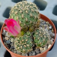 Sulcorebutia crispata HS 125
