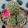 Sulcorebutia crispata HS 125