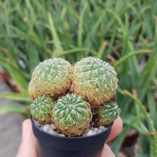 Sulcorebutia crispata L 390