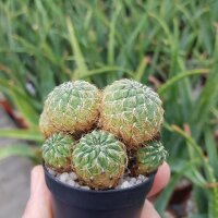 Sulcorebutia crispata L 390