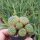 Sulcorebutia crispata L 390