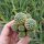 Sulcorebutia crispata L 390